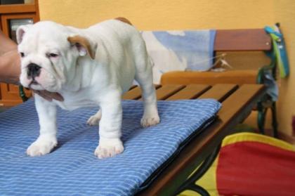 Englische Bulldogge - Welpen mit Herkunftsausweis