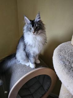 Zauberhafter Maine Coon Bub