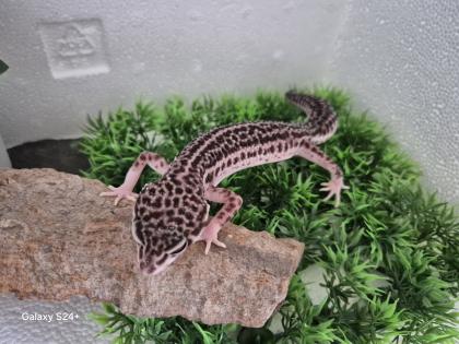 Leopardgecko MssBn Eclipse aus 2023