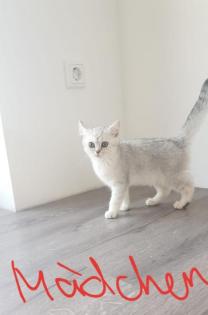 BKH KITTEN REINRASSIG SOFORT ABHOLBEREIT