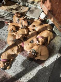 Boxer Welpen in liebevolle Hände abzugeben