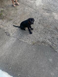 Cane corso