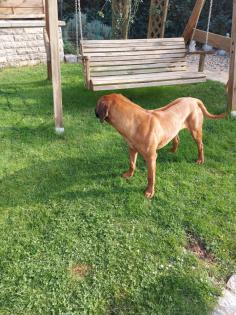 Deckrüde Rhodesian Ridgeback
