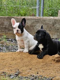 Französische Bulldoggen