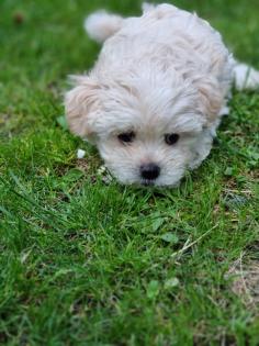Süße Maltipoo Welpen