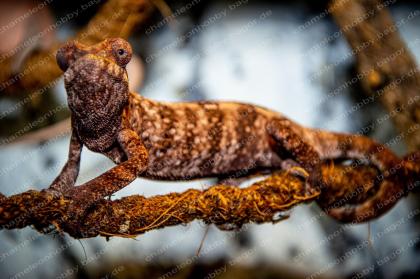 Pantherchamäleon Furcifer Pardalis Ambilobe DNZ Weibchen Pantherchameleon