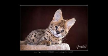 Serval Kitten