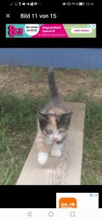 Kitten Kätzchen geb 25. 05.