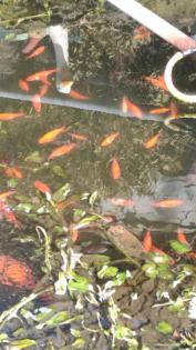 Goldfische