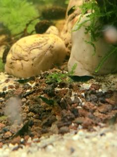 Neocaridina davidi Dark GreenJade Süßwasser Garnelen