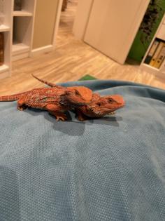 Zwei Bartagamen mit blauem Muster abzugeben