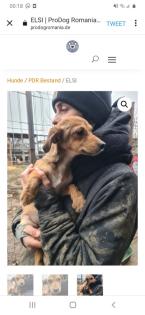 Tolle Welpen, Junghunde Hundesenioren