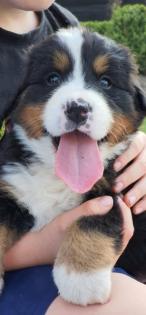 Bernersennenhunde Vom Haunberger-HOF IRJGV e. V