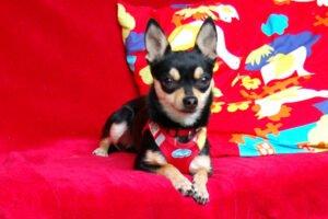 ROCKY BALBOA - Pflegeplatz gesucht - männlich 1 Jahr 20 cm 2. 5 kg Chihuahua Gechipt