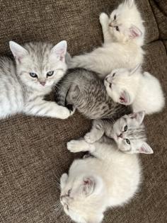 5 Wunderschöne BKH Kitten