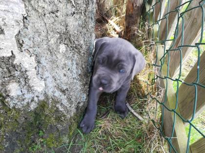 Tolle Cane Corso Welpen