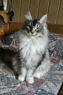 Zauberhafter Maine Coon Bub
