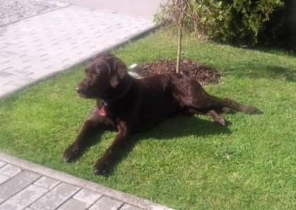 Fast 4 Jähriger Kinder Lieber Labrador Rüde mit Papiere