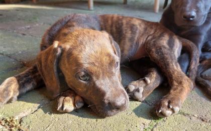 Ridgeback Labrador Welpen