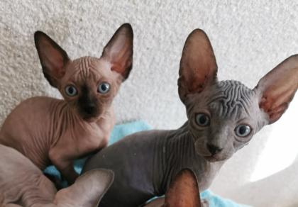 Zuckersüße KanadiaSphynx Kitten
