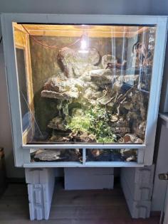 Kornnatter mit Terrarium