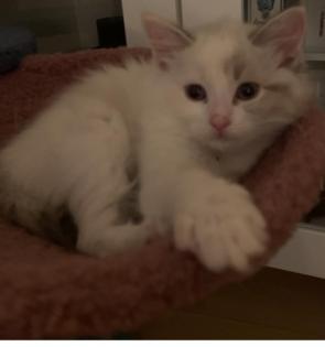 Ragdoll MainCoon