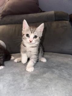 Bkh kitten abgabe bereit
