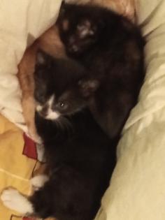 Kitten suchen ein neues zuhause