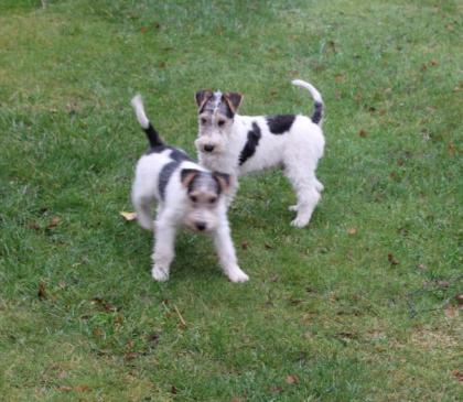 Drahthaar Foxterrier Welpe.