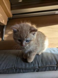 PerserMixKitten weiblich