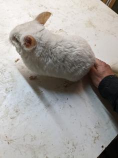Langschwanz Chinchillas