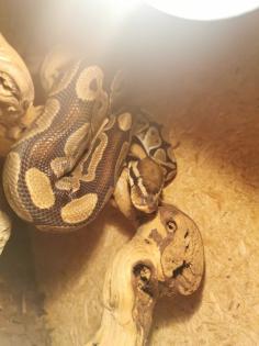 Königspython Python regius