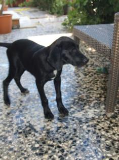 Schwarzer Labrador-Mix Rocco 3 Monate sucht ein liebevolles Zuhause