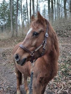 Spazier- und Pflegebeteiligung für Pony gesucht