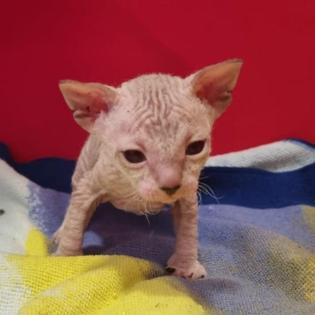 Süße Sphinx kitten
