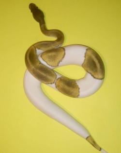 Noch aktuell 1. 1 Königspythons, mojave piebald und mojave YB het Piebald