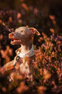 WELPE ITALIENISCHER WINDHUND ZU VERKAUFEN