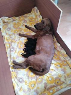 Labradoodle Welpen F 1