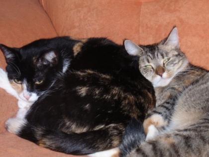 2 katzen zu verschecken