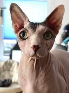 Sphynx Zwillinge 6 Jahre
