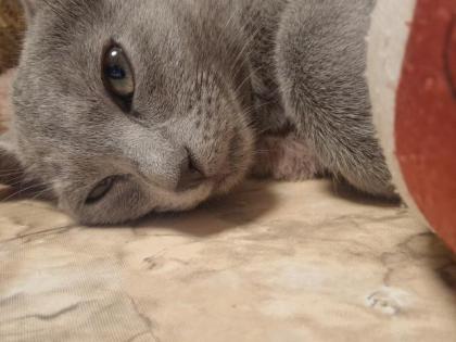 Russisch Blau Kitten mit Stammbaum