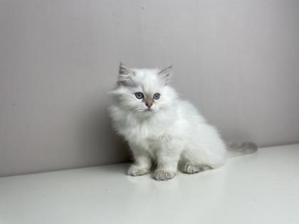 BLH Kitten in Golden mit Stammbaum BKH Point Langhaar