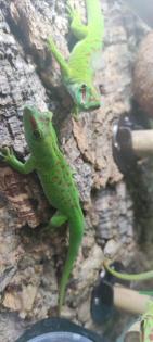 Phelsuma grandis Madagaskar Taggecko 0. 0. 4