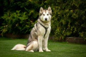 WAPAJ - weiblich 3 Jahre 56 cm 19 kg Husky Gechipt Nicht kastriert
