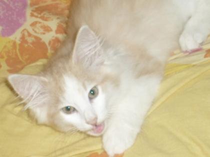 Schicke Norwegerkitten mit Ahnentafel