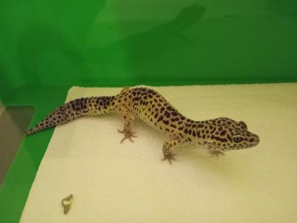 Terrarium, zwei Leopardgeckos