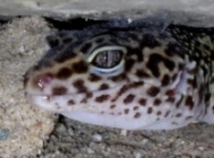 1. 2 Leopardgeckos