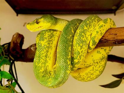 Chondro Python High Yellow Blue Line 0. 1