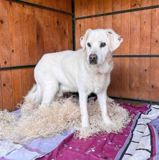 Duke. leidet im Tierheim, er sucht ein schönes Körbchen