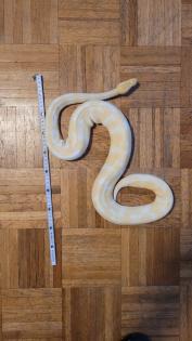 3 Pythons und vollständig eingerichtetes Terrarium